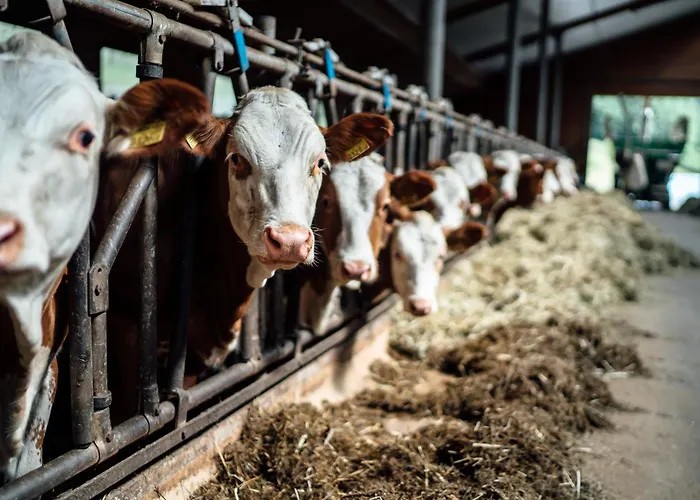 Hubertus - Prechtlhof Flachau